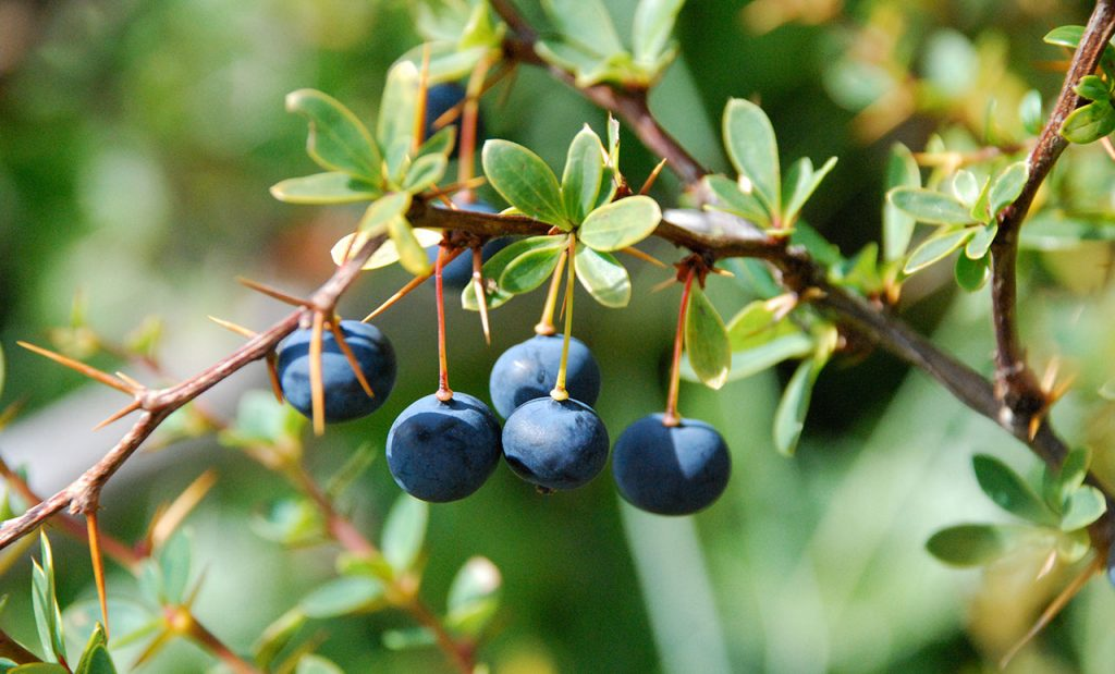 Food forest — native edible plants including calafate at Sendero Sur